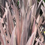 Cordyline Red Sensation