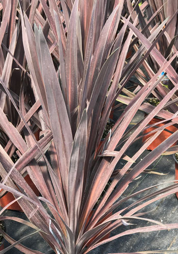 Cordyline Red Sensation