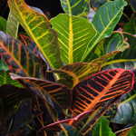 Croton Petra