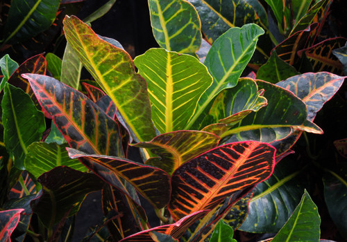 Croton Petra
