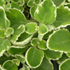 Cuban Oregano