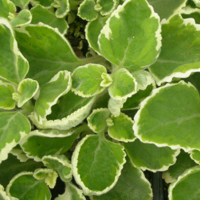 Cuban Oregano