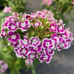 Sweet Purple White Bicolor