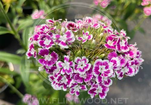 Sweet Purple White Bicolor