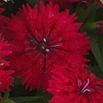 Telstar Crimson