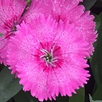 Telstar Pink