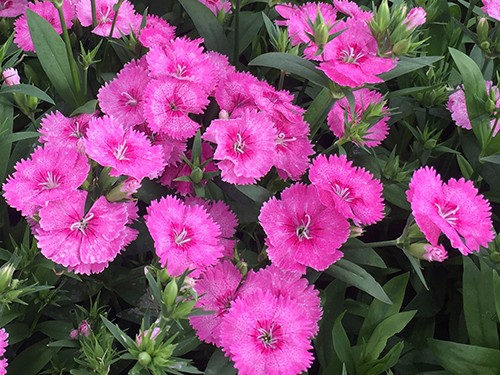 Telstar Pink
