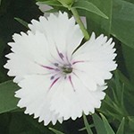 Telstar White