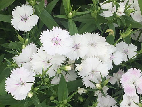 Telstar White
