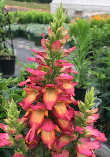 Illumination Flame