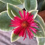 MEZOO Trailing Red