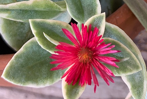 MEZOO Trailing Red
