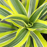 Dracaena Warneckii Gold Star