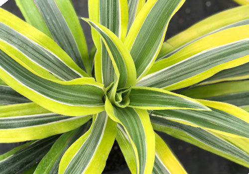 Dracaena Warneckii Gold Star
