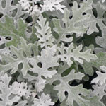 Silverdust