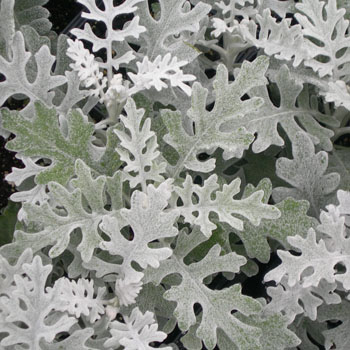 Silverdust