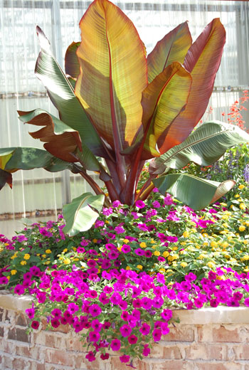 Ensete Maurelii - Red Banana