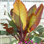 Ensete Maurelii - Red Banana
