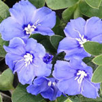 Blue My Mind
