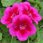 Calliope Large Lavender Mega Splash