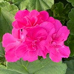 Calliope Large Pink
