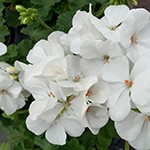 Calliope Large White