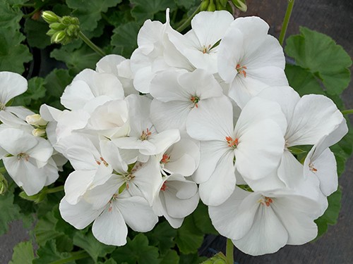 Calliope Large White
