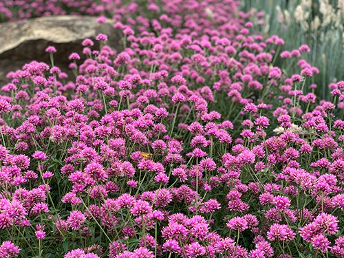 Truffula Pink