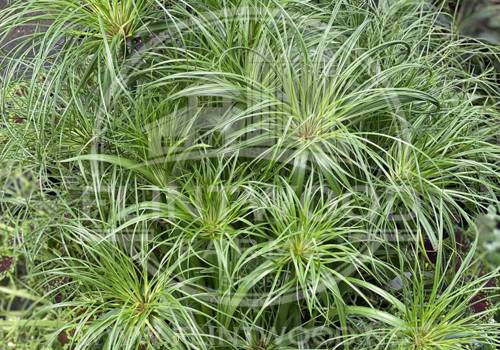 Graceful Grasses Prince Tut