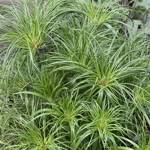 Graceful Grasses Prince Tut