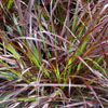 Pennisetum Rubrum