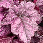 Dolce Wildberry