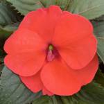 SunPatiens Compact Coral Hot