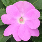 SunPatiens Compact Orchid Blush