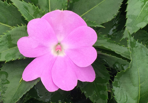 SunPatiens Compact Orchid Blush