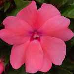 SunPatiens Compact Coral Pink