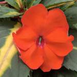 SunPatiens Vigorous Tropical Orange
