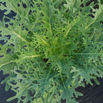 Kale Peacock White
