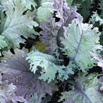 Kale Red Russian