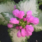Lamium Orchid Frost