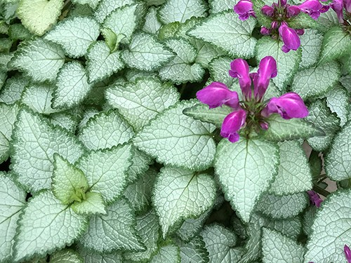 Lamium Orchid Frost