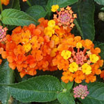 Bandito Orange Sunrise