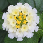 Little Lucky White