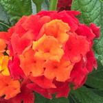 Little Lucky Red