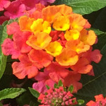 Lucky Sunrise Rose