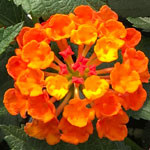 Luscious Marmalade
