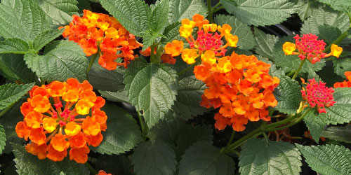 Luscious Marmalade