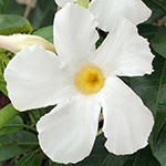 Mandevilla Sun Parasol Giant White