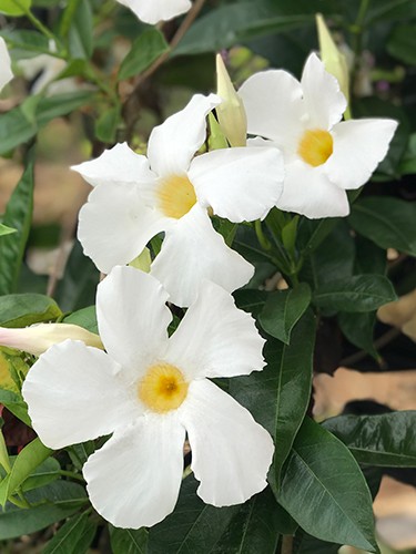 Mandevilla Sun Parasol Giant White
