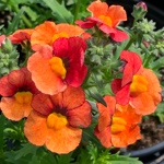 Sunsatia Blood Orange